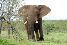 Afrikanischer Elefant (129 von 131).jpg
